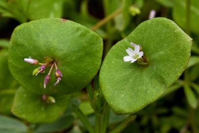 Fotografia da espécie Montia perfoliata