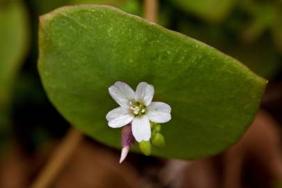Fotografia da espécie Montia perfoliata