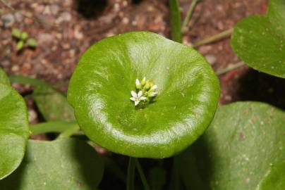 Fotografia da espécie Montia perfoliata