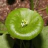 Fotografia 7 da espécie Montia perfoliata do Jardim Botânico UTAD