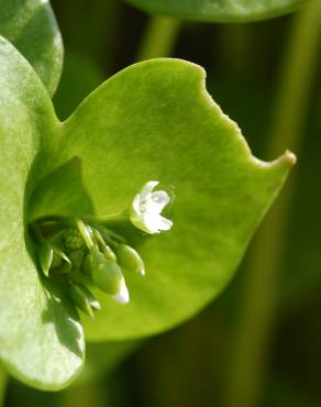 Fotografia 9 da espécie Montia perfoliata no Jardim Botânico UTAD