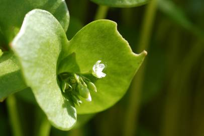 Fotografia da espécie Montia perfoliata