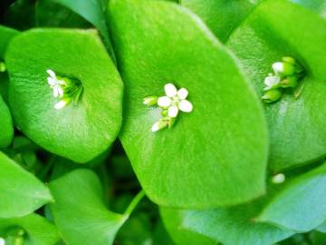 Fotografia da espécie Montia perfoliata