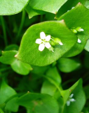 Fotografia 11 da espécie Montia perfoliata no Jardim Botânico UTAD