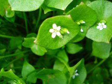 Fotografia da espécie Montia perfoliata