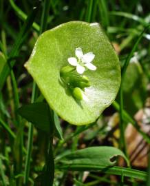 Fotografia da espécie Montia perfoliata