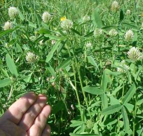 Fotografia da espécie Trifolium squamosum