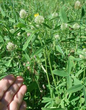 Fotografia 5 da espécie Trifolium squamosum no Jardim Botânico UTAD