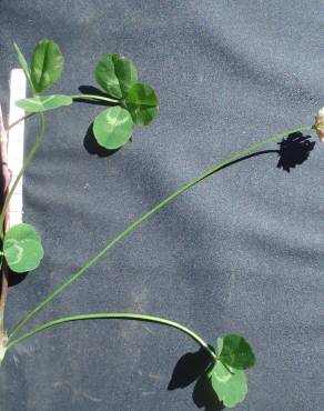 Fotografia 4 da espécie Trifolium nigrescens subesp. nigrescens no Jardim Botânico UTAD