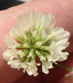 Fotografia da espécie Trifolium nigrescens subesp. nigrescens