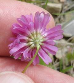 Fotografia da espécie Trifolium resupinatum