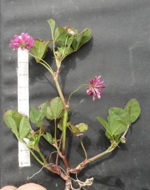 Fotografia 13 da espécie Trifolium resupinatum no Jardim Botânico UTAD