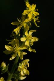 Fotografia da espécie Agrimonia procera