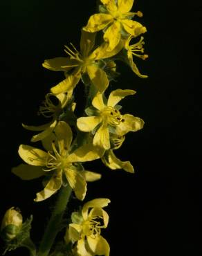 Fotografia 6 da espécie Agrimonia procera no Jardim Botânico UTAD