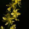 Fotografia 6 da espécie Agrimonia procera do Jardim Botânico UTAD