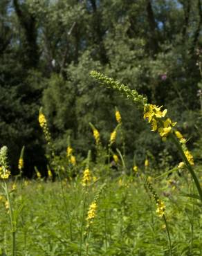 Fotografia 7 da espécie Agrimonia procera no Jardim Botânico UTAD