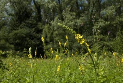 Fotografia da espécie Agrimonia procera