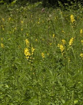 Fotografia 8 da espécie Agrimonia procera no Jardim Botânico UTAD