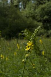 Fotografia da espécie Agrimonia procera