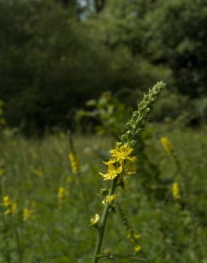 Fotografia 9 da espécie Agrimonia procera no Jardim Botânico UTAD