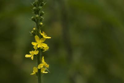 Fotografia da espécie Agrimonia procera