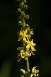 Fotografia da espécie Agrimonia procera