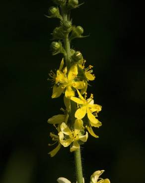 Fotografia 12 da espécie Agrimonia procera no Jardim Botânico UTAD