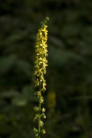 Fotografia da espécie Agrimonia procera