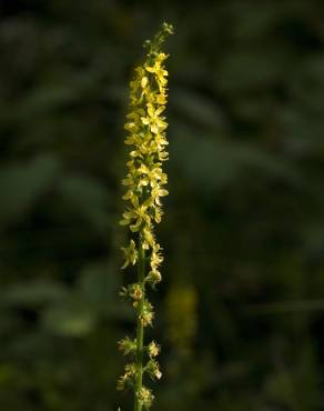 Fotografia 13 da espécie Agrimonia procera no Jardim Botânico UTAD