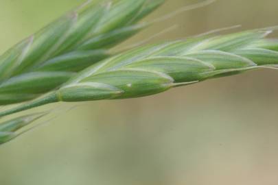 Fotografia da espécie Bromus secalinus