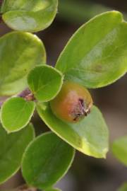 Fotografia da espécie Cotoneaster horizontalis