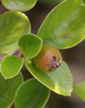 Fotografia 10 da espécie Cotoneaster horizontalis no Jardim Botânico UTAD