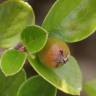 Fotografia 10 da espécie Cotoneaster horizontalis do Jardim Botânico UTAD