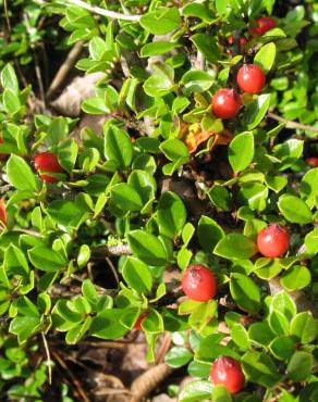 Fotografia 11 da espécie Cotoneaster horizontalis no Jardim Botânico UTAD