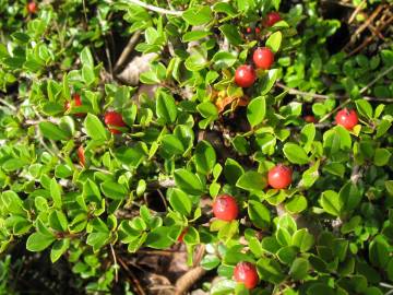 Fotografia da espécie Cotoneaster horizontalis