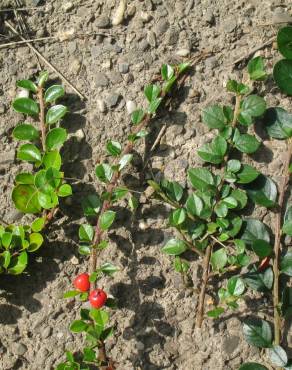 Fotografia 12 da espécie Cotoneaster horizontalis no Jardim Botânico UTAD