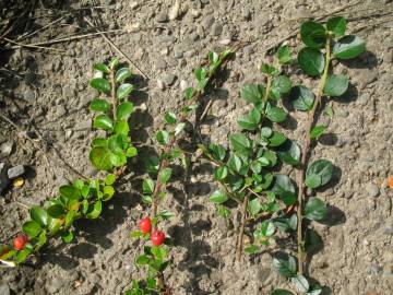 Fotografia da espécie Cotoneaster horizontalis