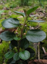 Fotografia da espécie Cotoneaster horizontalis