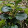 Fotografia 13 da espécie Cotoneaster horizontalis do Jardim Botânico UTAD