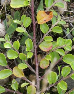 Fotografia 14 da espécie Cotoneaster horizontalis no Jardim Botânico UTAD