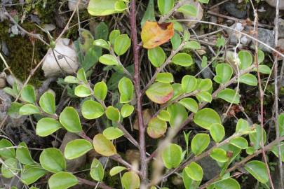 Fotografia da espécie Cotoneaster horizontalis