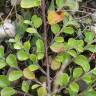 Fotografia 14 da espécie Cotoneaster horizontalis do Jardim Botânico UTAD