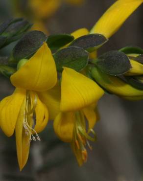 Fotografia 9 da espécie Genista anglica no Jardim Botânico UTAD