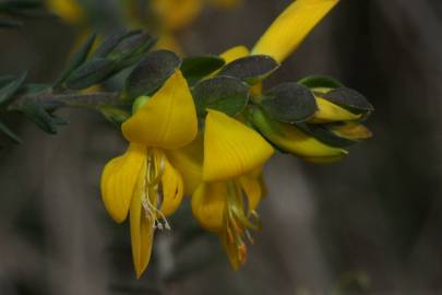 Fotografia da espécie Genista anglica