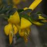 Fotografia 9 da espécie Genista anglica do Jardim Botânico UTAD