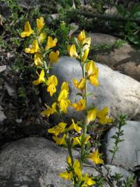 Fotografia da espécie Genista anglica