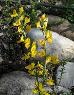 Fotografia 10 da espécie Genista anglica no Jardim Botânico UTAD