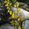 Fotografia 10 da espécie Genista anglica do Jardim Botânico UTAD