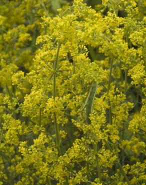 Fotografia 5 da espécie Galium verum subesp. verum no Jardim Botânico UTAD