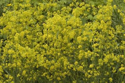 Fotografia da espécie Galium verum subesp. verum